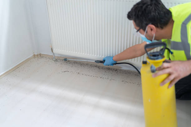 Flea Control Services in Virginia, IL